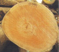 印缅漆横断面