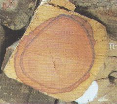 红酸枝木横断面