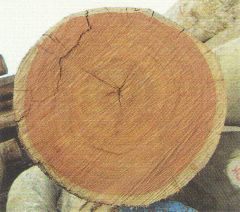花梨木横断面