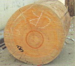 白桂横断面
