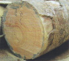 孔雀木横断面