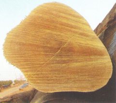 黄叶木横断面