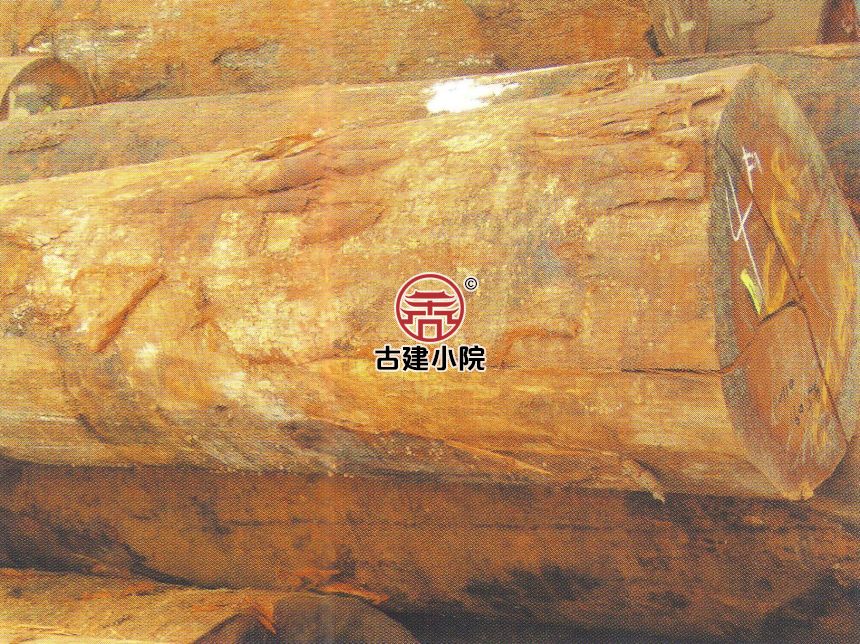 博鳌镇红橄榄