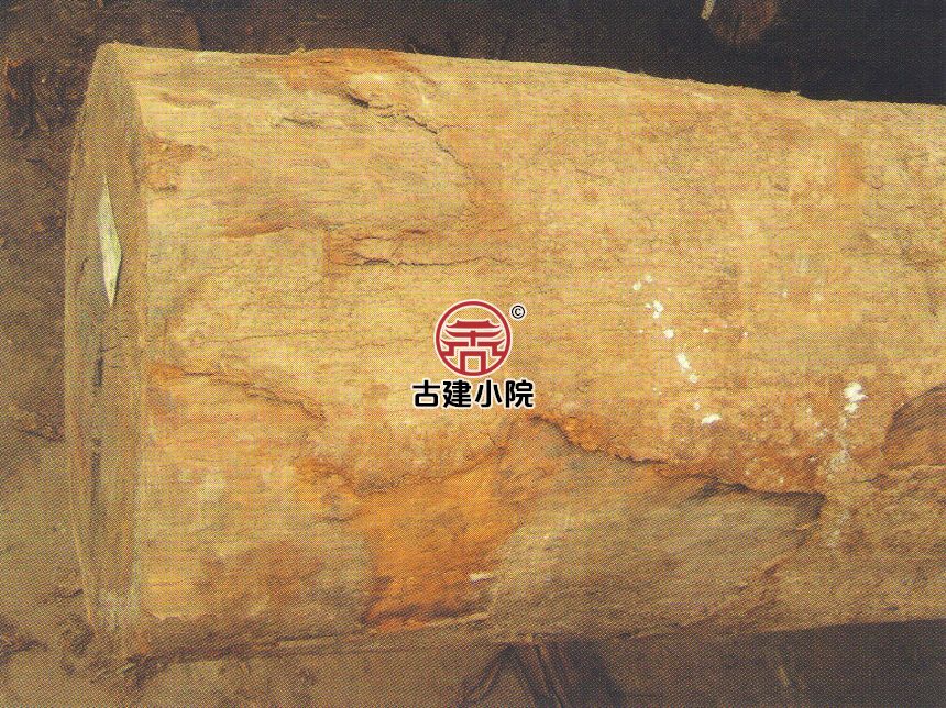 定兴青皮介绍