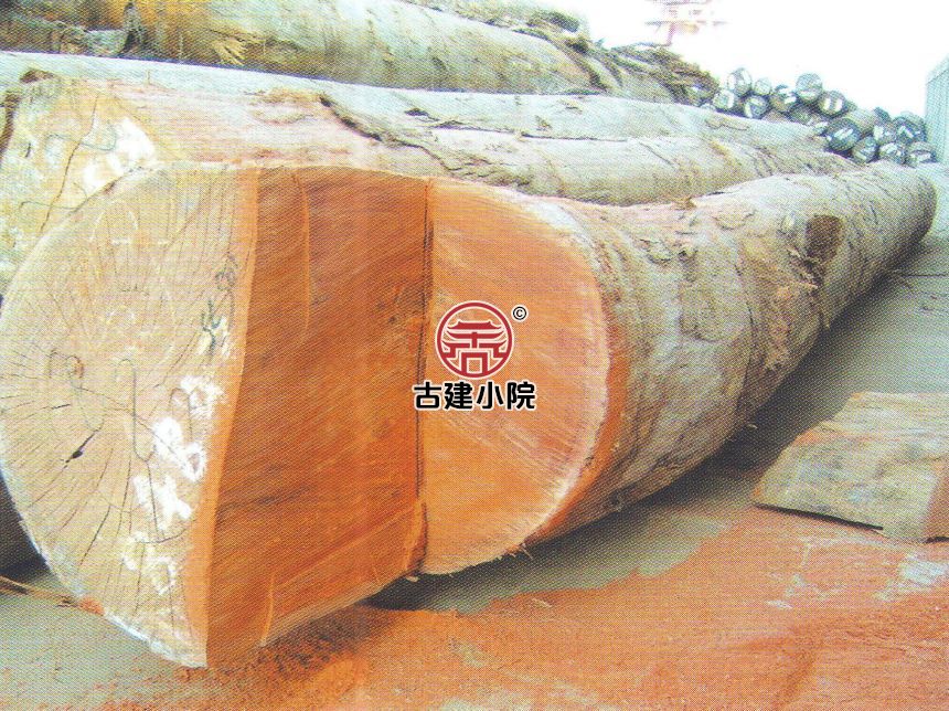 沾益重阳木保养