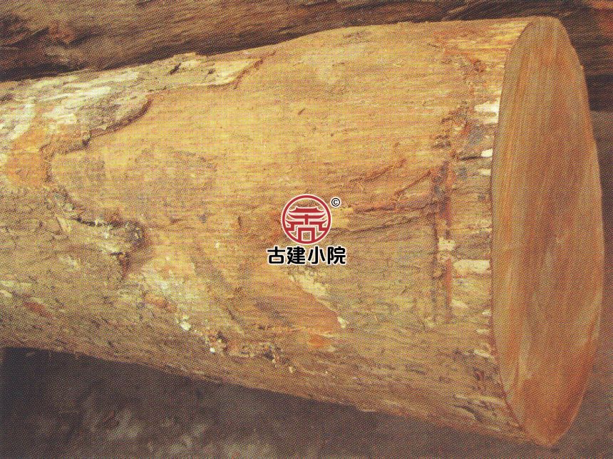 红山竹