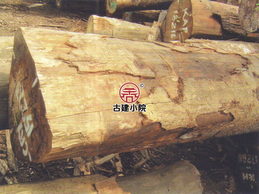 白桂