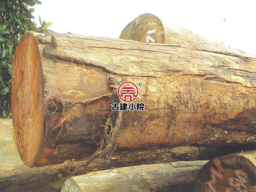 桂木