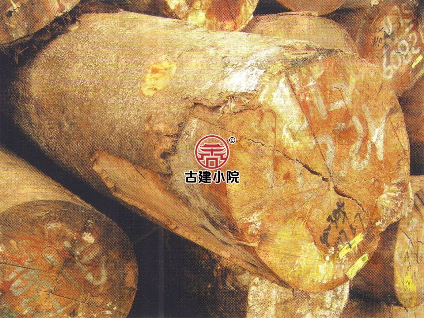 巴新孔雀木