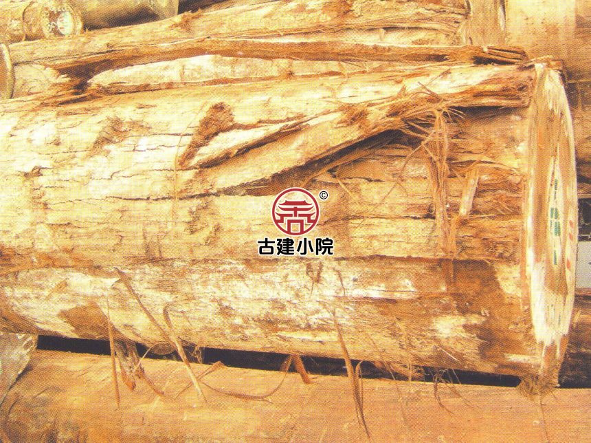 上蔡红木棉