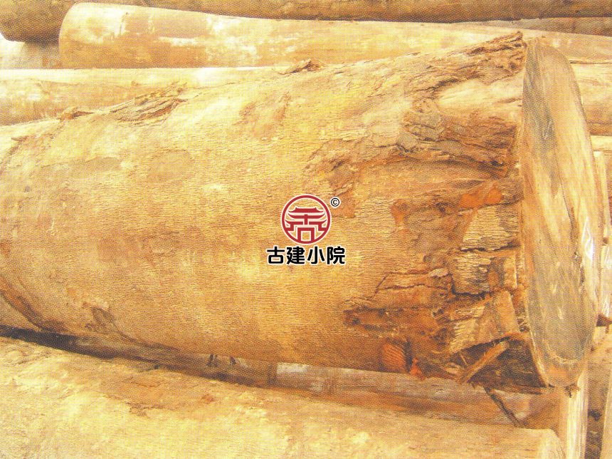 肃宁赛油楠加盟