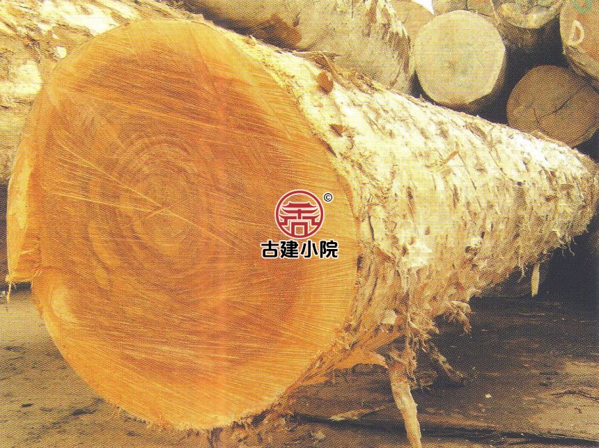 珙县风车玉蕊