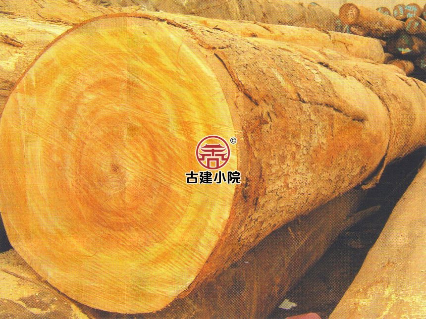 珙县非洲楝