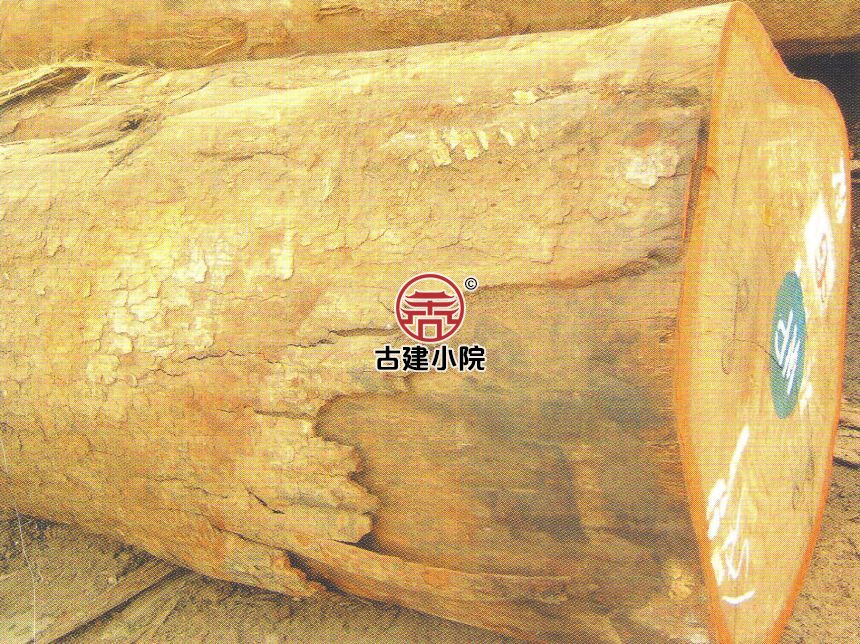 珙县非洲桃花心木