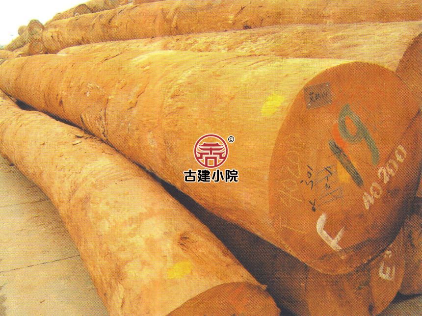 市中小红树
