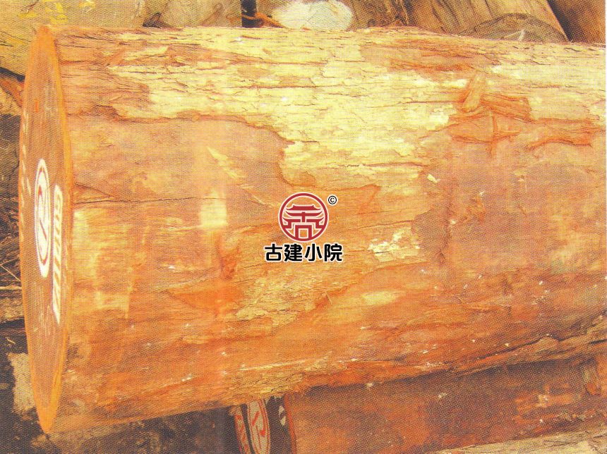 鄂尔多斯圣桃木