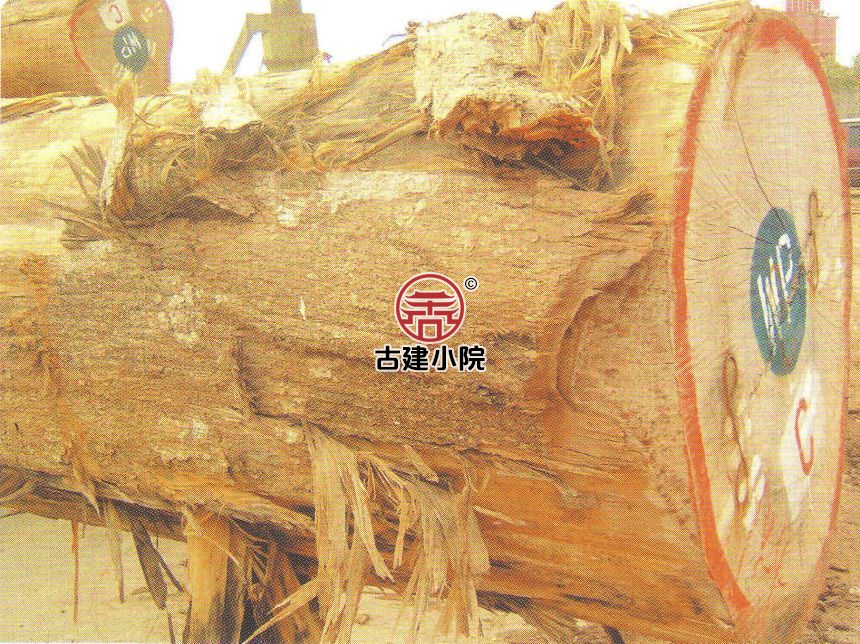 鄂尔多斯金孔雀木