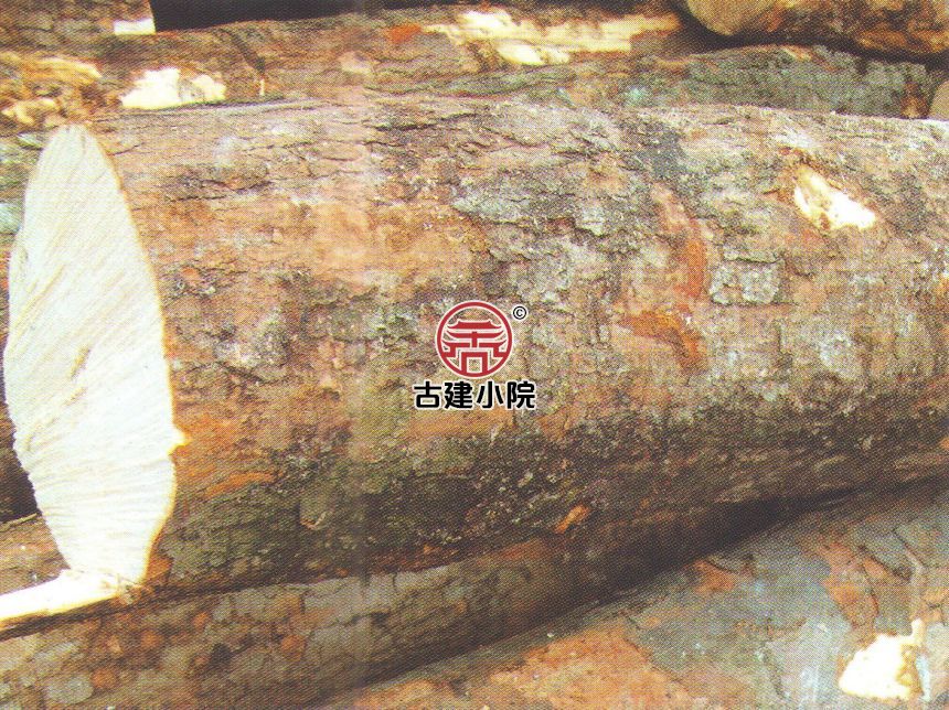 鄂尔多斯软槭木