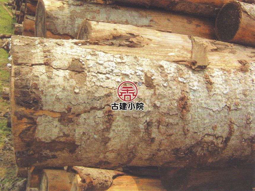 鄂尔多斯冷杉