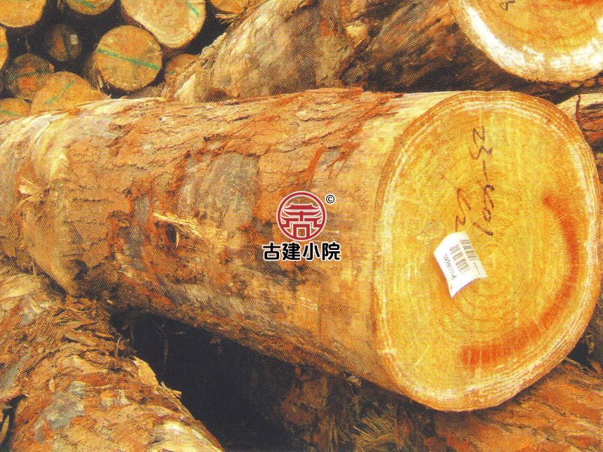 启东新西兰松
